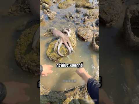 หม้อไฟเดือด! เมื่อเขาเจอปลาหมึกยักษ์ที่ริมหาด #shorts #knowledge #viral #ปลาหมึก thumbnail