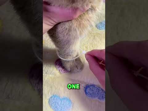 Which cat's paw print？ thumbnail