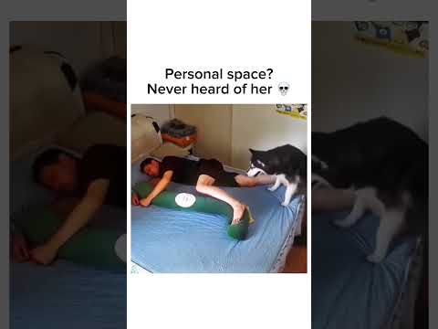 Personal space? This dog never heard of it ? Subscribe! #shorts thumbnail
