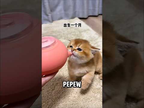 Pepew sekarang sudah besar, makin doyan minum susu ? thumbnail