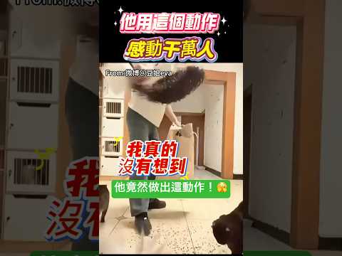 他用這個動作！感動千萬人 🫣 #動作 #貓咪 #shorts 小林Lin’s life thumbnail