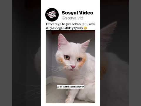 Tencereye başını sokan tatlı kedi salçalı doğal allık yapmış ? thumbnail