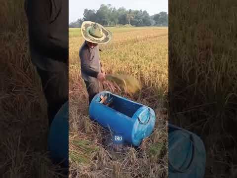 อุปกรณ์นวดข้าว DIY  🌽 ที่ง่ายและใช้งานได้จริง #shorts thumbnail