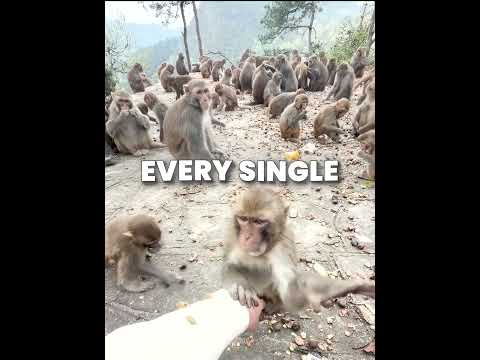 Smart Little Monkey ?? #shortsviral thumbnail