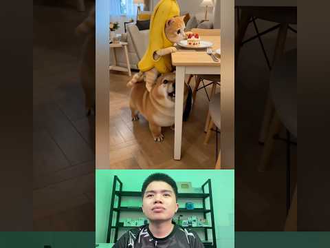What The Dog Doing P175: PiPi LaBu Bảo Em Lấy. thumbnail