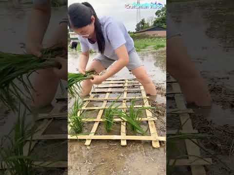 Rural farming skill: Equidistant rice planting with bamboo grid thumbnail