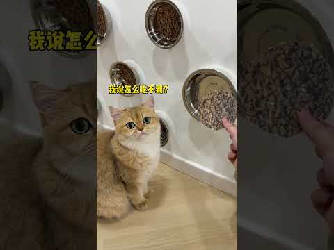【牛奶是只猫】国庆8天，12只猫竟然拉这么多 thumbnail