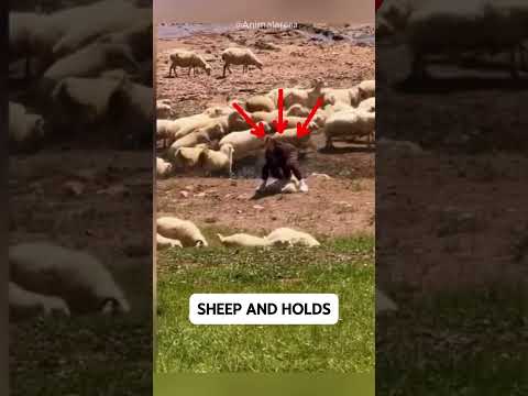 🐑 Tourist Grabs a Sheep… But the Alabai Guardian Reacts Instantly! 😱🔥 thumbnail