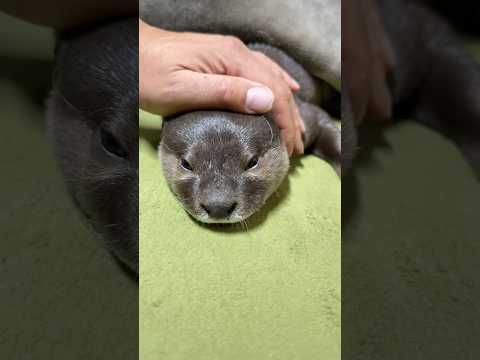 コタツでとろけるカワウソ😳😳 Otters Melting Away in the Kotatsu #shorts thumbnail