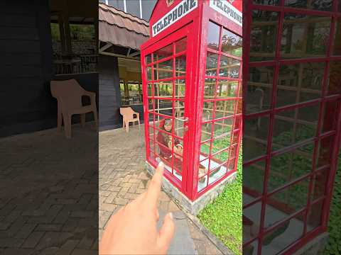 bawang merah kenapa tidur dirumah telpon#trendingshorts thumbnail