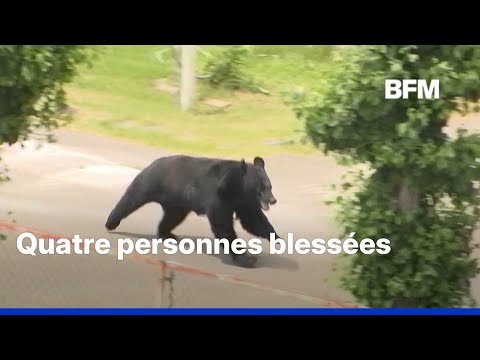 Japon: un ours blesse quatre personnes à Fukushima avant d'être capturé thumbnail