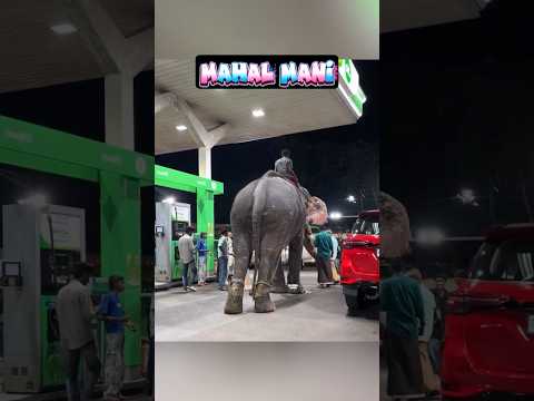 குட்டி கோல்டு அப்பா அர்னால்டு ? பெட்ரோல் பங்க் பஞ்சாயத்து ? லூசு பாகா ? #shorts thumbnail
