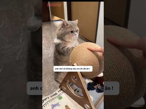 Chú chó ghê gớm không cho em mèo đồ ăn #shorts thumbnail