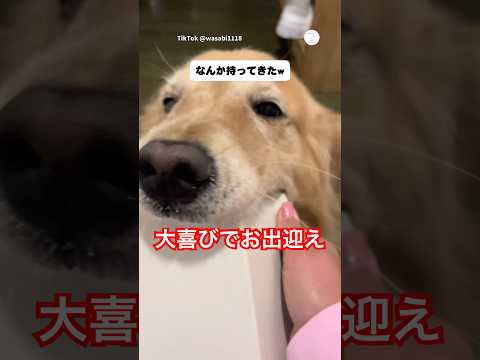 帰宅した瞬間、喜びが大爆発したゴールデン　　　#ゴールデンレトリバー　#大型犬　#犬　#可愛い犬　#犬のいる暮らし thumbnail