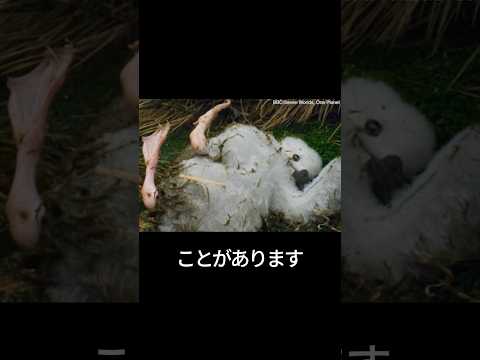 アホウドリのヒナが巣から落ちてしまったら… thumbnail