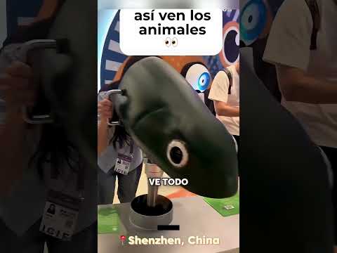 ¡Así ven los Animales el Mundo que les Rodea! thumbnail