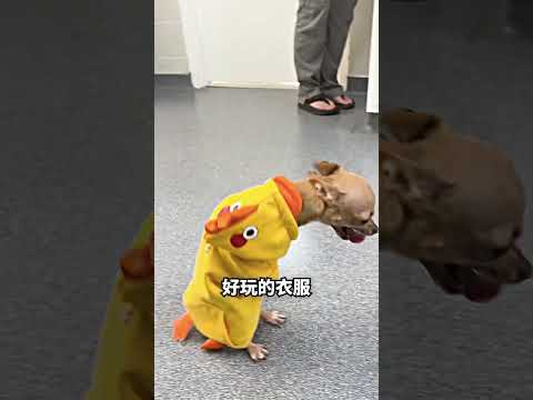 两条腿的茹茹，学会轮椅后跑更快了? thumbnail