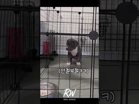 새끼 강아지 데려오면 반드시 해야하는 것 thumbnail