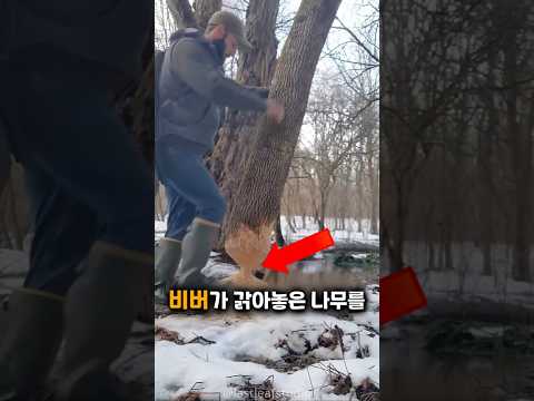 비버가 갉아 놓은 나무를 밀지 마세요 thumbnail