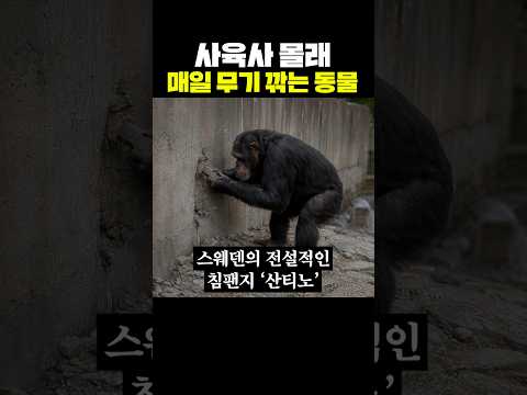 사육사 몰래 매일 무기 만드는 동물 thumbnail