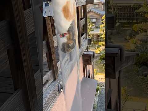 Kitten game - Be careful! ????? #funny #shortvideo thumbnail