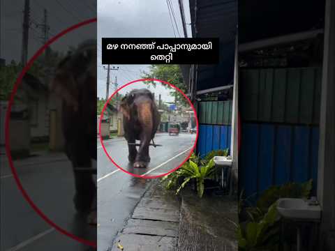 മഴ നനഞ്ഞ് പാപ്പാനുമായി  തെറ്റി thumbnail