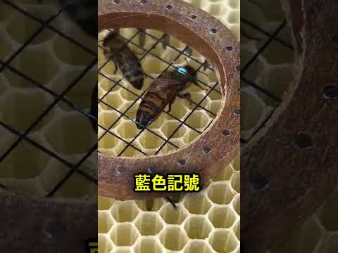 標記蜂王最簡單的方法 🐝 thumbnail