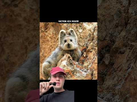 Cleverer Wintervorrat STATT planlose Suche. #viral #tiere #wissen #fakten thumbnail