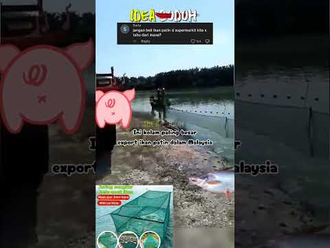 STAFF MELAYU BONGKARKAN "KOLAM IKAN PATIN DEKAT DENGAN KANDANG BABl" thumbnail