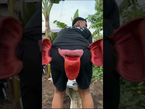 GARA GARA TOILET SAMBEL API #shorts #lucu #art #trending thumbnail