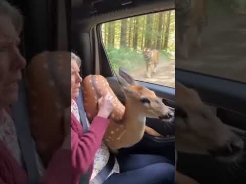 Tiger Chase REAL or AI?!… Deer Runs To Woman For Help thumbnail