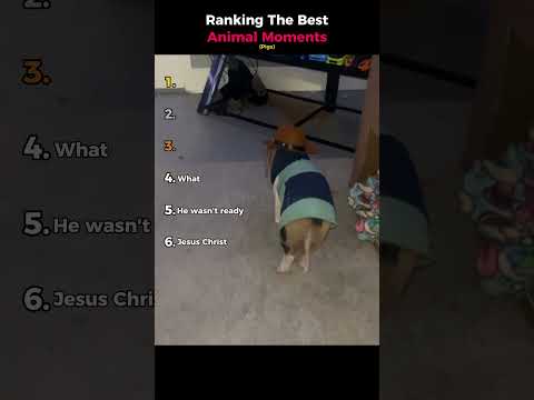 Ranking The Best Animal Moments (Pigs) thumbnail
