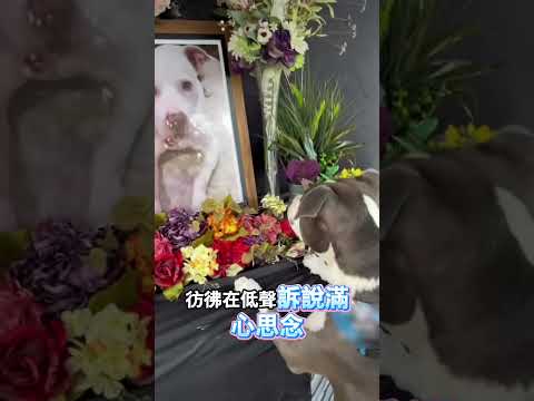 小狗送別離世摯友 thumbnail