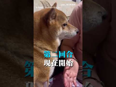 【歸剛欸】軟萌柴犬霸佔沙發 被阿嬤唸還嘻皮笑臉｜柴犬｜阿嬤 thumbnail