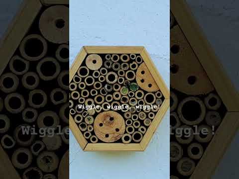 Hotel Honeycomb II is filling up nicely! #savethebees #beefriendly #insecthotel #beehotel #bees thumbnail