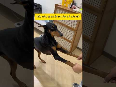 Tiểu Hắc bị ba ép đi tắm và cái kết #viral #viralreels #viralshorts #viralvideos thumbnail