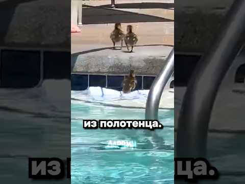 Важнейшая новость на сегодня thumbnail
