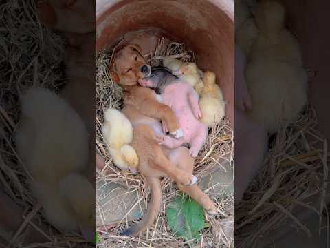 The way they’re all snuggled up with each other is too cute for words 😭❤️ thumbnail