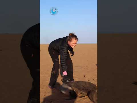 BTS: Friday Rescue Patrol Vlog #shorts thumbnail