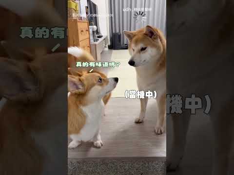 【反應爆笑】柴柴聞耳朵嫌臭跳起 柯基一臉心寒超受傷｜柴犬｜柯基｜聞耳朵｜臭味｜搞笑｜可愛 thumbnail