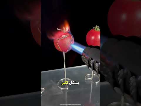 شاهد صدمة الـ 30 ثانية على الطماطم! 💀🍅 thumbnail