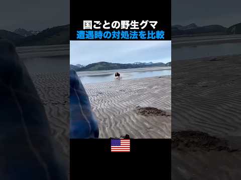野生グマに遭遇した時の対処法を比較してみたら thumbnail