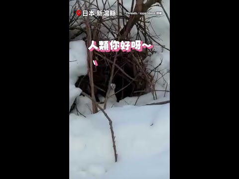 【小精靈現身XD】雪地洞口突然冒出一隻白色小可愛❤ #Shorts thumbnail