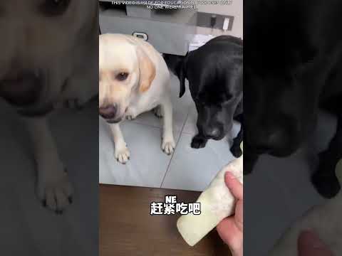 Le courage de Tommy et l'impuissance de Karu thumbnail