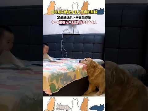 ?? 忠犬化身温情脚垫，默默守护小主人下床 ?? Silent Guardian: Loyal Dog Acts as Soft Footstool for Baby thumbnail