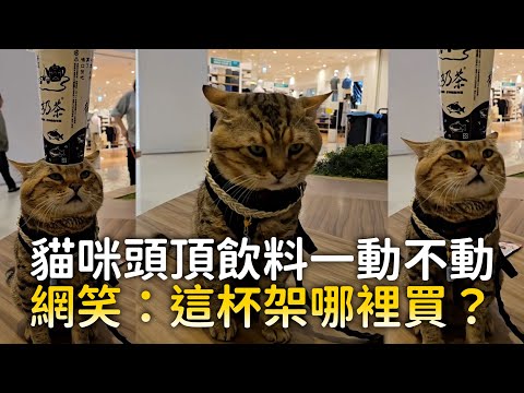 貓咪頭頂飲料一動不動　網笑：這杯架哪裡買？｜#寵物雲 thumbnail