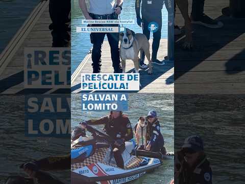 Perro nada casi un kilómetro y es rescatado tras quedar atrapado en una isla #Shorts thumbnail