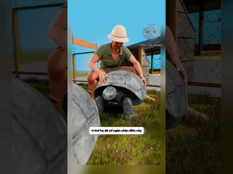 Họ đã bất ngờ phát hiện một các thể rùa than trên hòn đảo #shorts #facts thumbnail