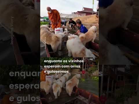Cãopanheiros! Monge tailandês  passeia de barco todos os dias com seus 12 cachorros thumbnail