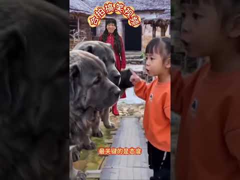 合拍搞笑視頻 #愛動物的萌娃#萌娃與動物#萌娃 thumbnail